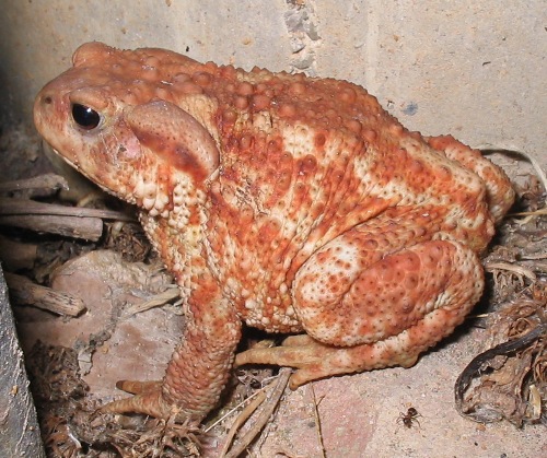 Bufo bufo